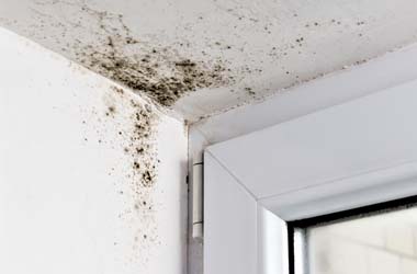 Mold Remediation